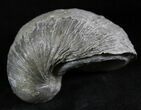 Gryphaea (Devil's Toenail) Fossil Oyster - Jurassic #25973-1